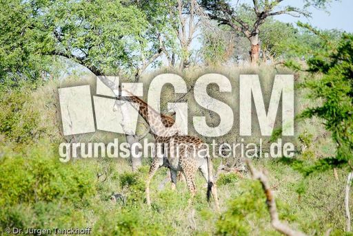 Giraffe (54 von 94).jpg